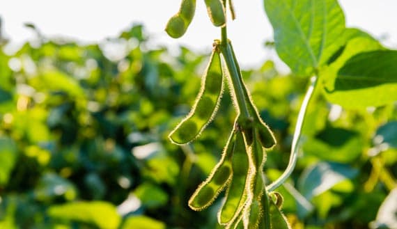 Close-up of soybeans in sunlight