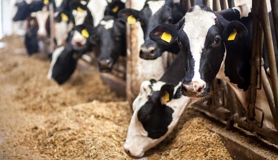 Dairy cattle in a barn