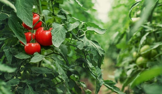 Northeast Farm Fresh Guide